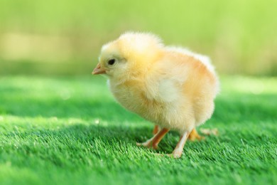 Photo of Cute chick on green artificial grass outdoors, closeup. Baby animal