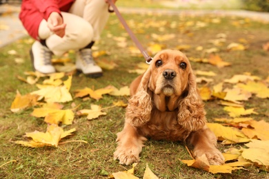 Woman with cute Cocker Spaniel in park on autumn day