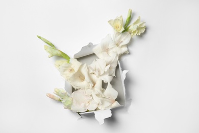 Photo of Composition with beautiful gladiolus flowers and torn paper