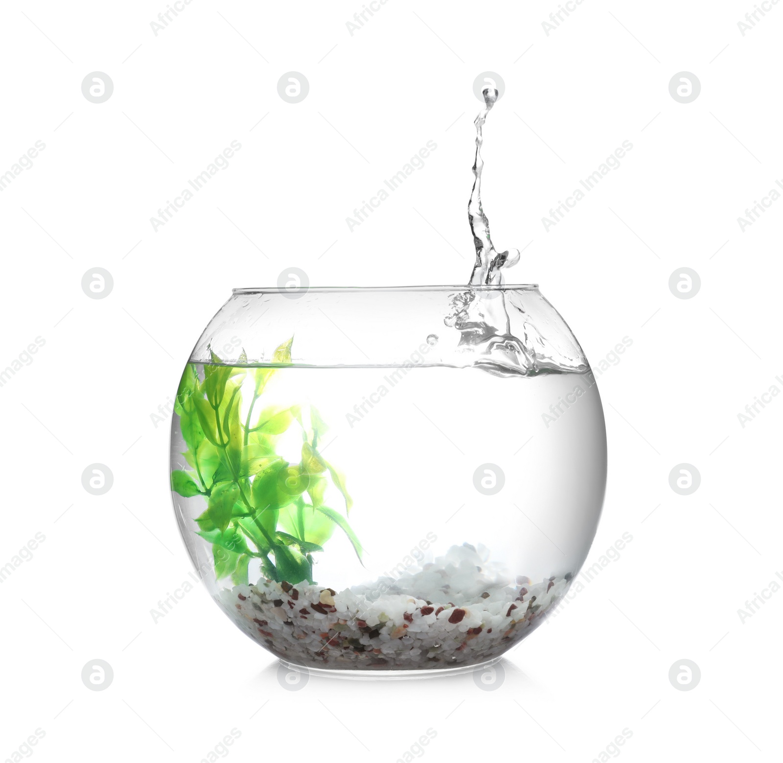 Photo of Splash of water in round fish bowl with decorative plant and pebbles on white background