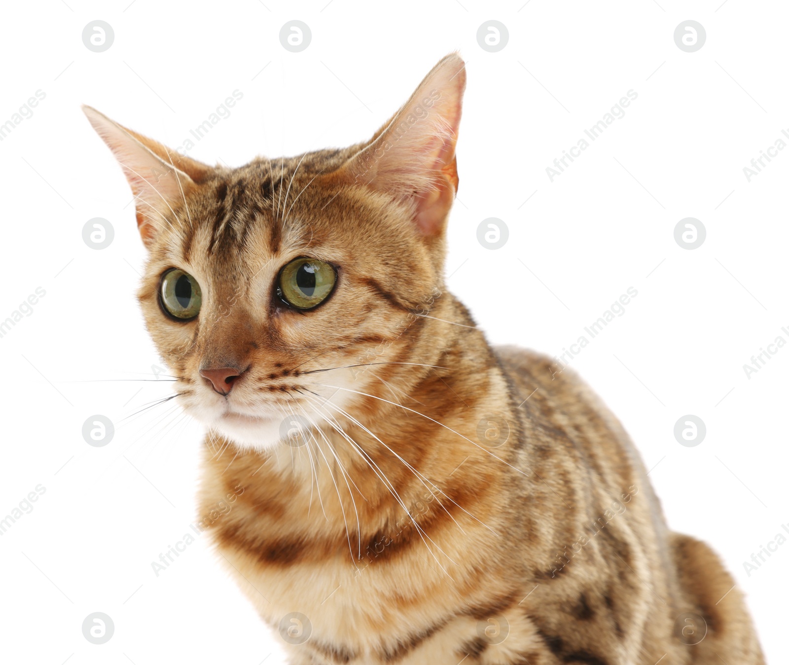 Photo of Cute Bengal cat on white background. Adorable pet