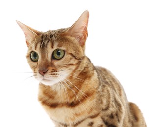 Cute Bengal cat on white background. Adorable pet