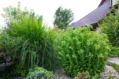 Photo of Beautiful green garden with different plants on summer day