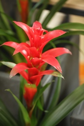 Photo of Beautiful blooming bromelia flower on blurred background. Tropical plant