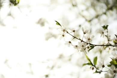 Closeup view of blossoming tree outdoors on spring day