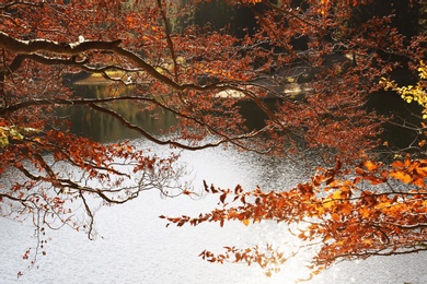 Tree branches with autumn leaves over lake