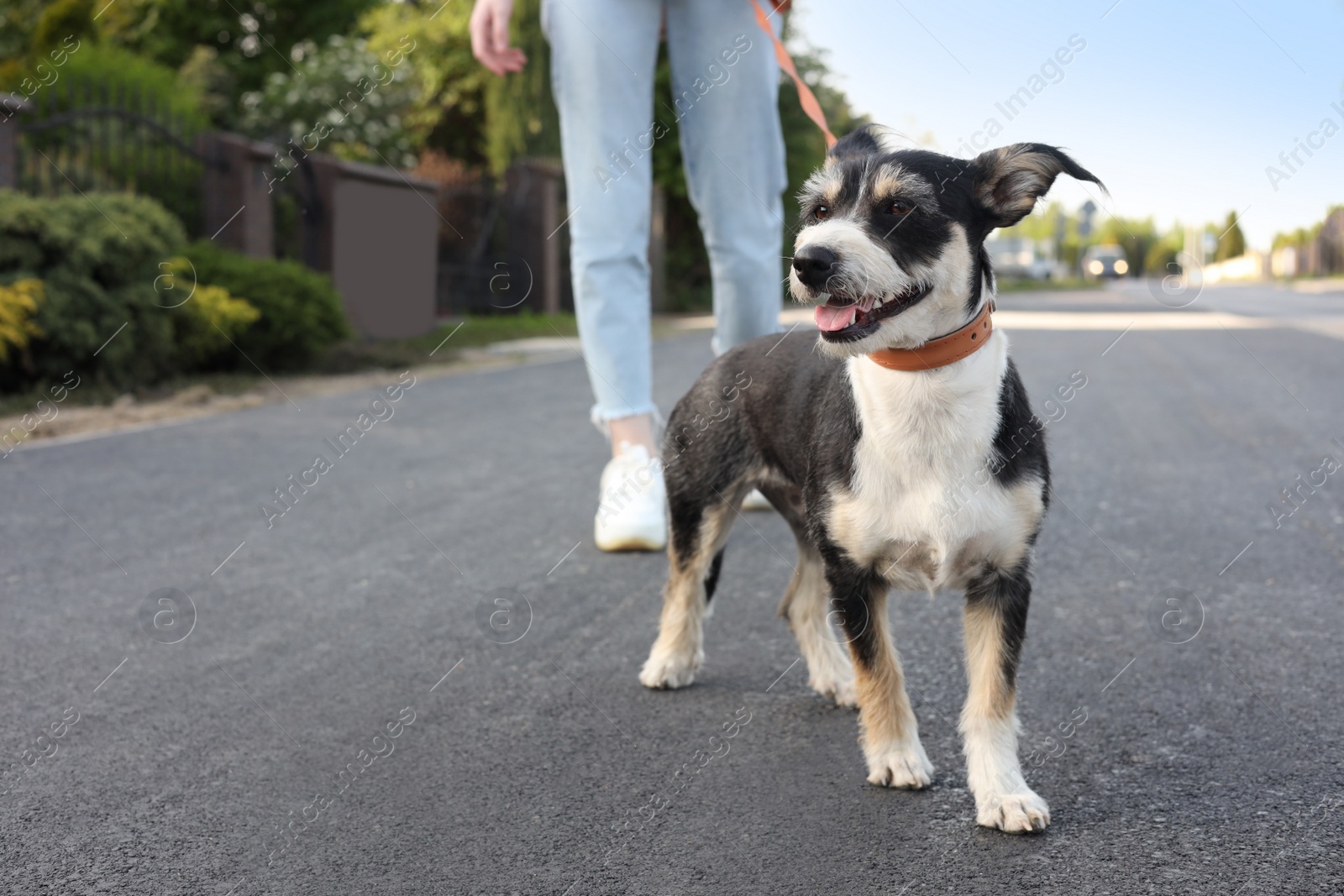 Photo of Woman walking her cute dog on city street, closeup. Space for text