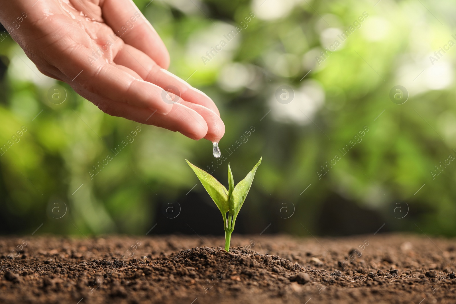 Photo of Farmer pouring water on young seedling in soil against blurred background, closeup. Space for text