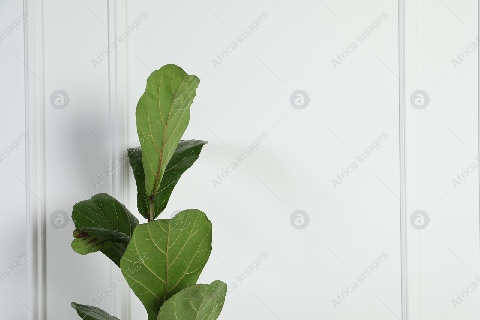 Photo of Beautiful ficus near white wall, space for text. Exotic houseplant
