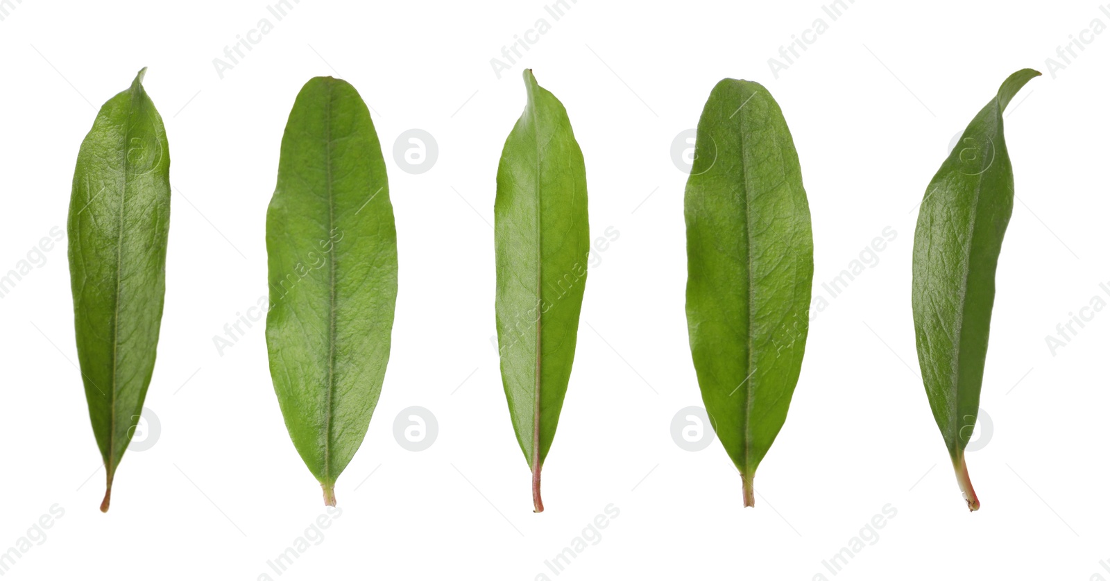 Image of Set with green leaves of pomegranate plant on white background. Banner design