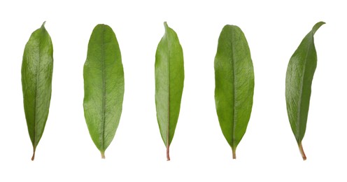 Set with green leaves of pomegranate plant on white background. Banner design