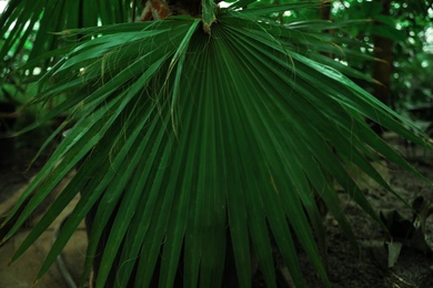 Photo of Beautiful tropical green leaf in botanical garden, closeup