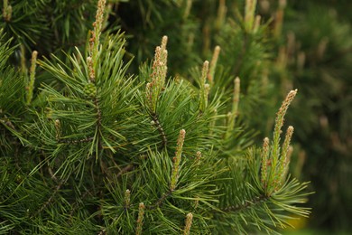 Pine tree with blossoms outdoors on spring day, closeup