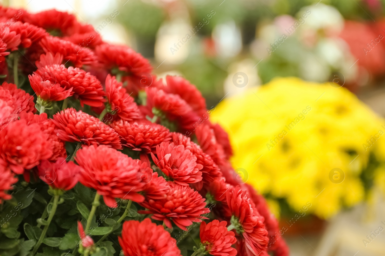 Photo of Beautiful fresh bouquet of colorful chrysanthemum flowers