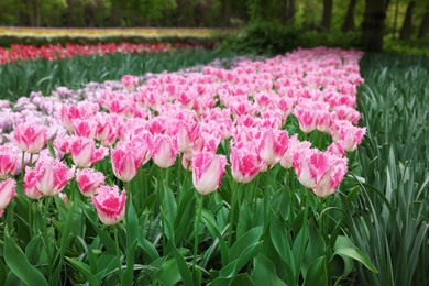 Many beautiful tulip flowers growing in park. Spring season