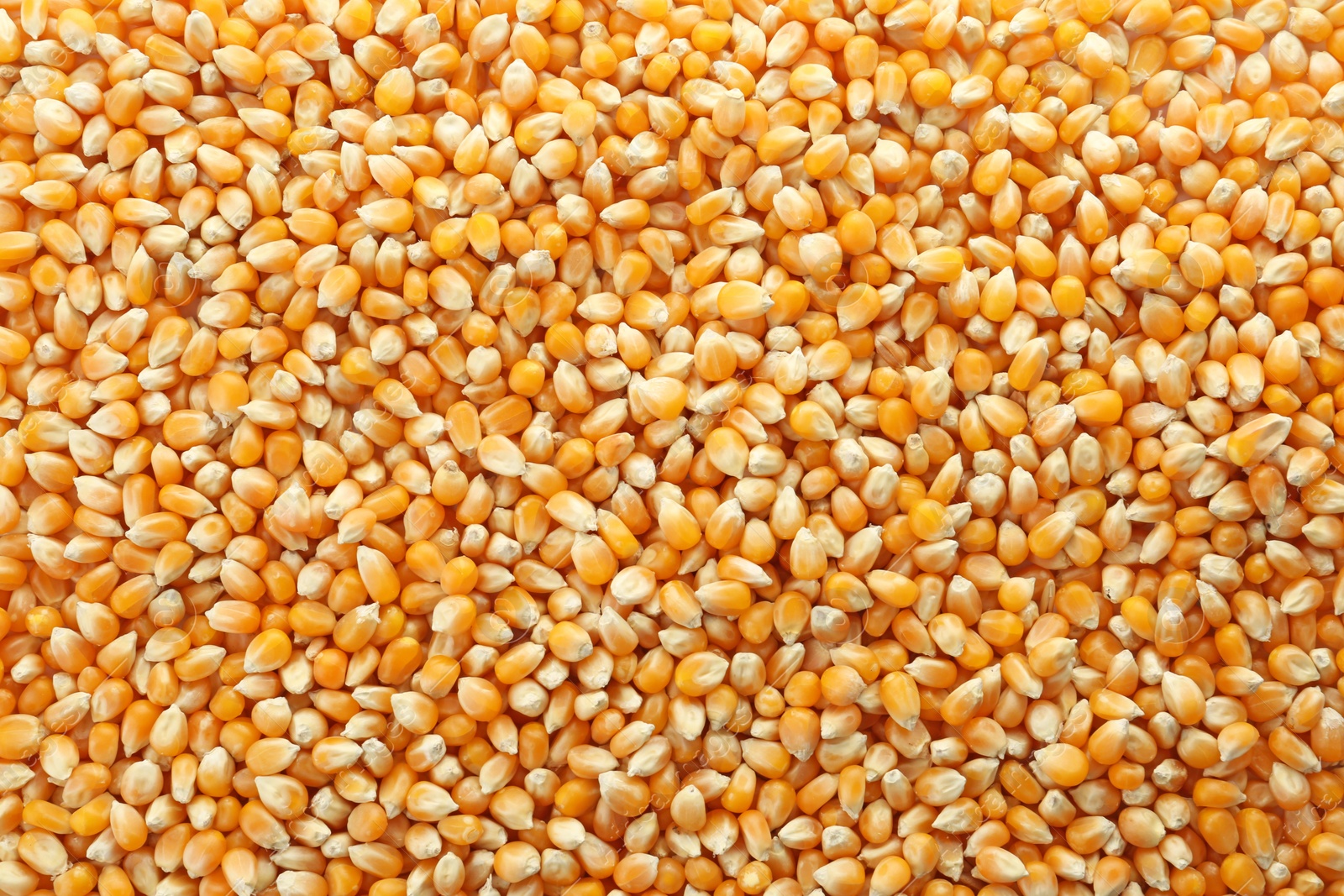 Photo of Raw corn kernels as background. Healthy grains and cereals