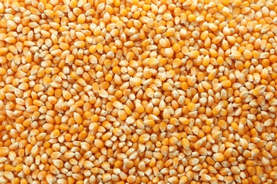 Raw corn kernels as background. Healthy grains and cereals