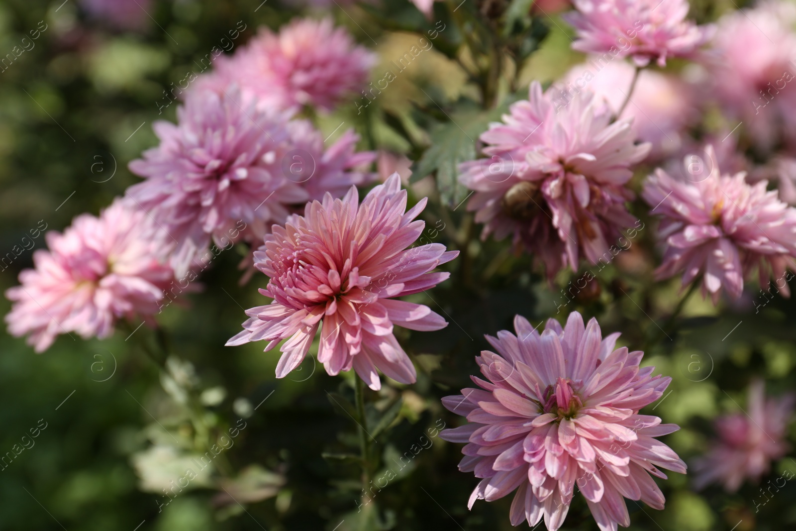 Photo of Beautiful pink chrysanthemum flowers growing in garden, closeup