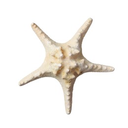 Photo of Beautiful sea star isolated on white. Beach object