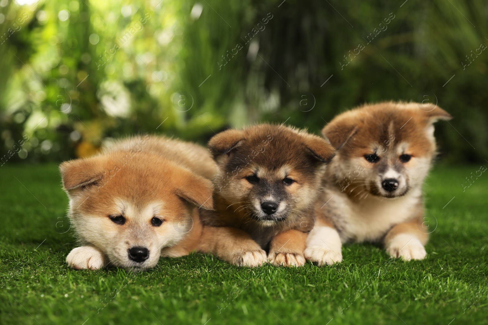 Photo of Adorable Akita Inu puppies on green grass outdoors