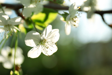 Blossoming cherry tree, closeup