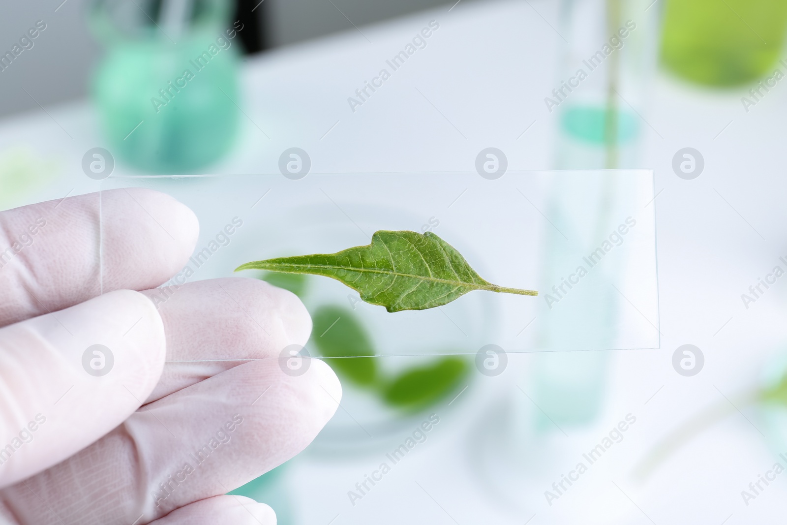 Photo of Scientist holding glass slide with leaf in laboratory, closeup