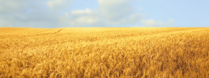 Image of Beautiful field with ripe wheat crop. Banner design