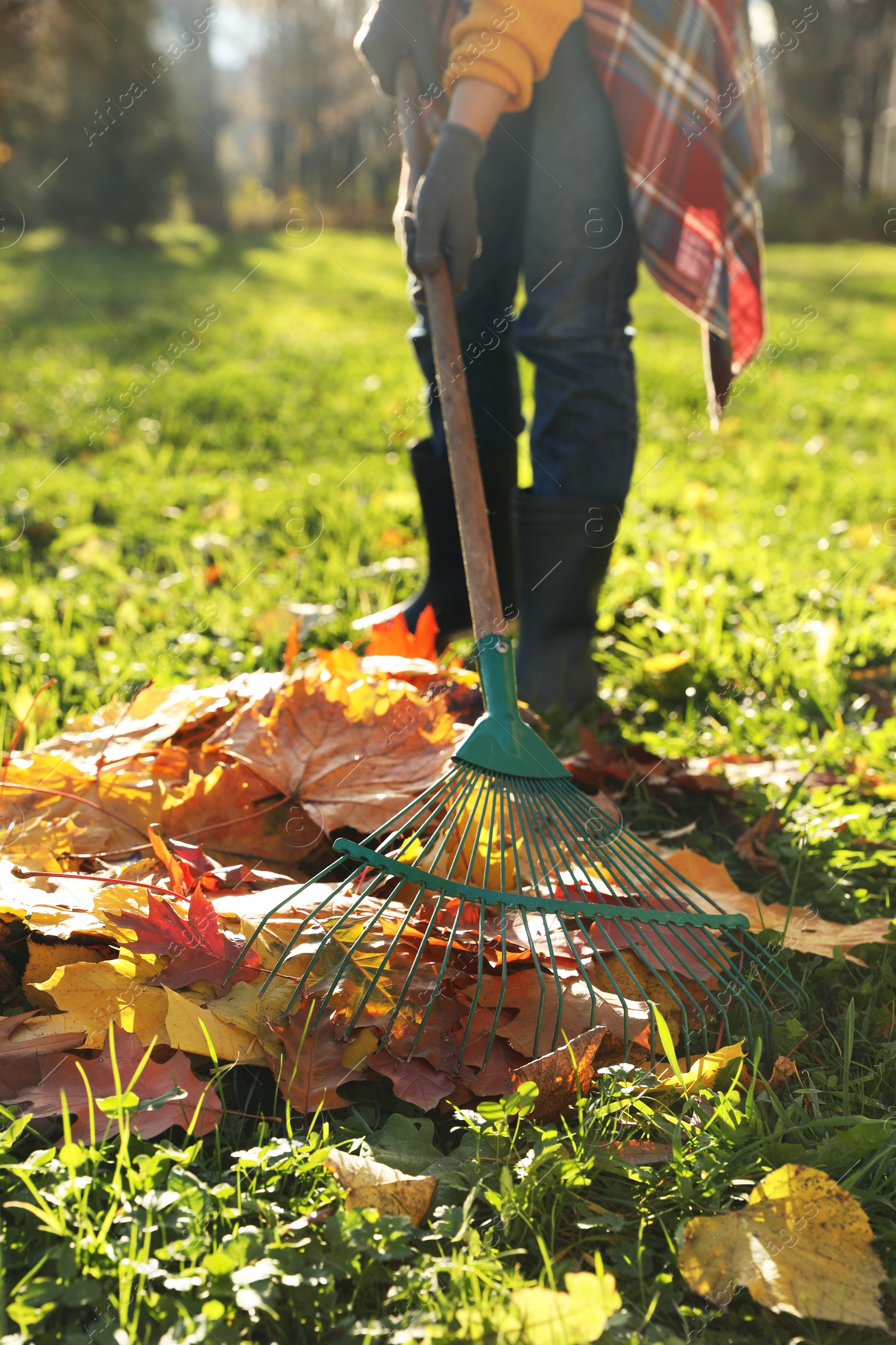 Photo of Woman raking fall leaves in park, closeup