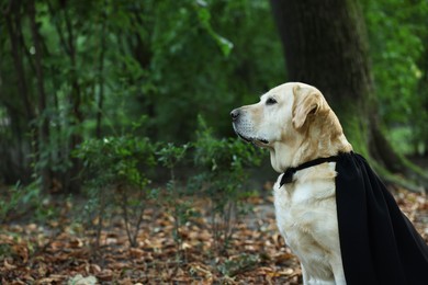 Photo of Cute Labrador Retriever dog wearing black cloak in autumn park on Halloween. Space for text