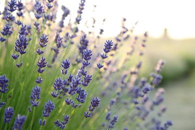 Photo of Beautiful blooming lavender growing in field, closeup. Space for text