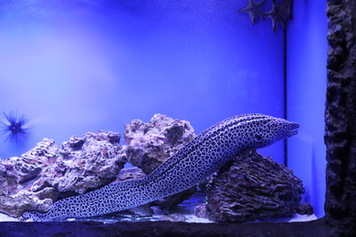 Photo of Moray eel in large aquarium with clear water