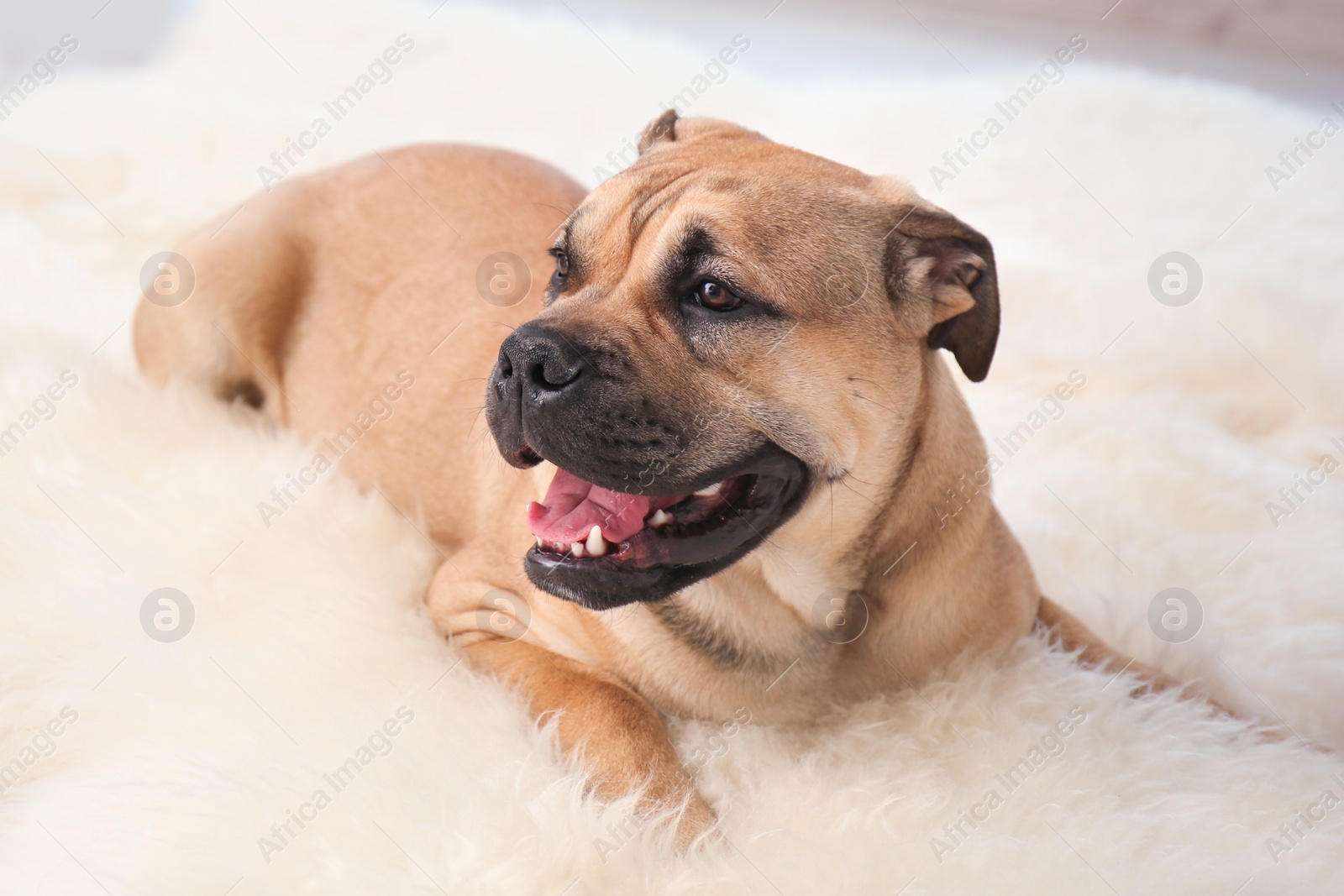 Photo of Cute dog lying on light fuzzy carpet at home