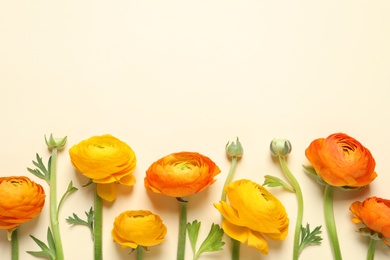 Photo of Beautiful ranunculus flowers on beige background, flat lay. Space for text