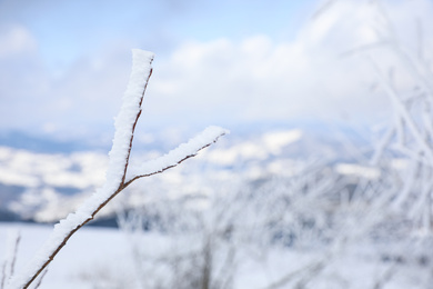 Closeup view of bush covered with hoarfrost on winter morning