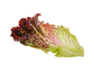 Photo of Leaf of fresh red coral lettuce isolated on white