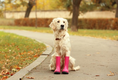 Photo of Funny Labrador Retriever wearing rubber boots in beautiful autumn park