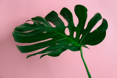 Beautiful monstera leaf on pink background. Tropical plant