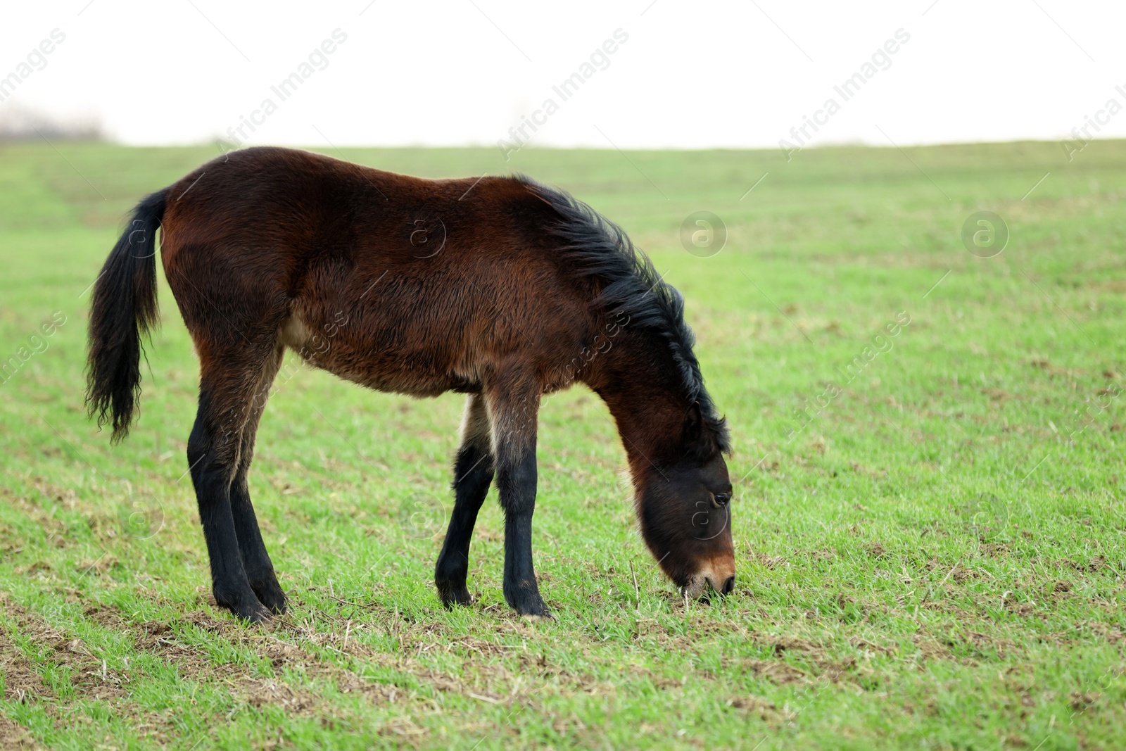 Photo of Adorable dark horse grazing outdoors. Lovely domesticated pet