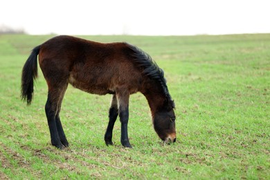 Adorable dark horse grazing outdoors. Lovely domesticated pet