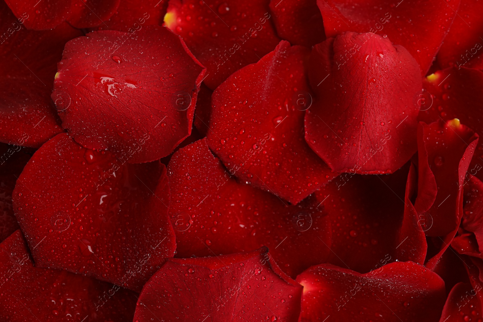 Photo of Pile of fresh red rose petals with water drops as background, top view