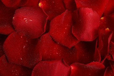 Photo of Pile of fresh red rose petals with water drops as background, top view