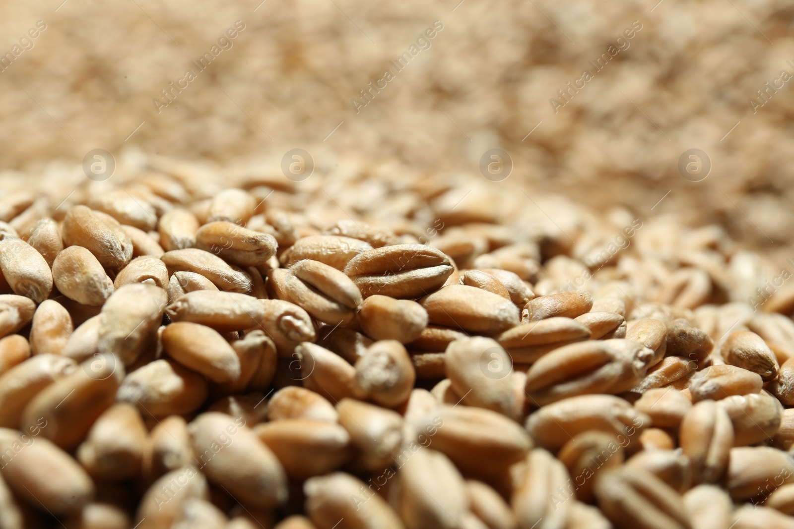 Photo of Many wheat grains as background, closeup view