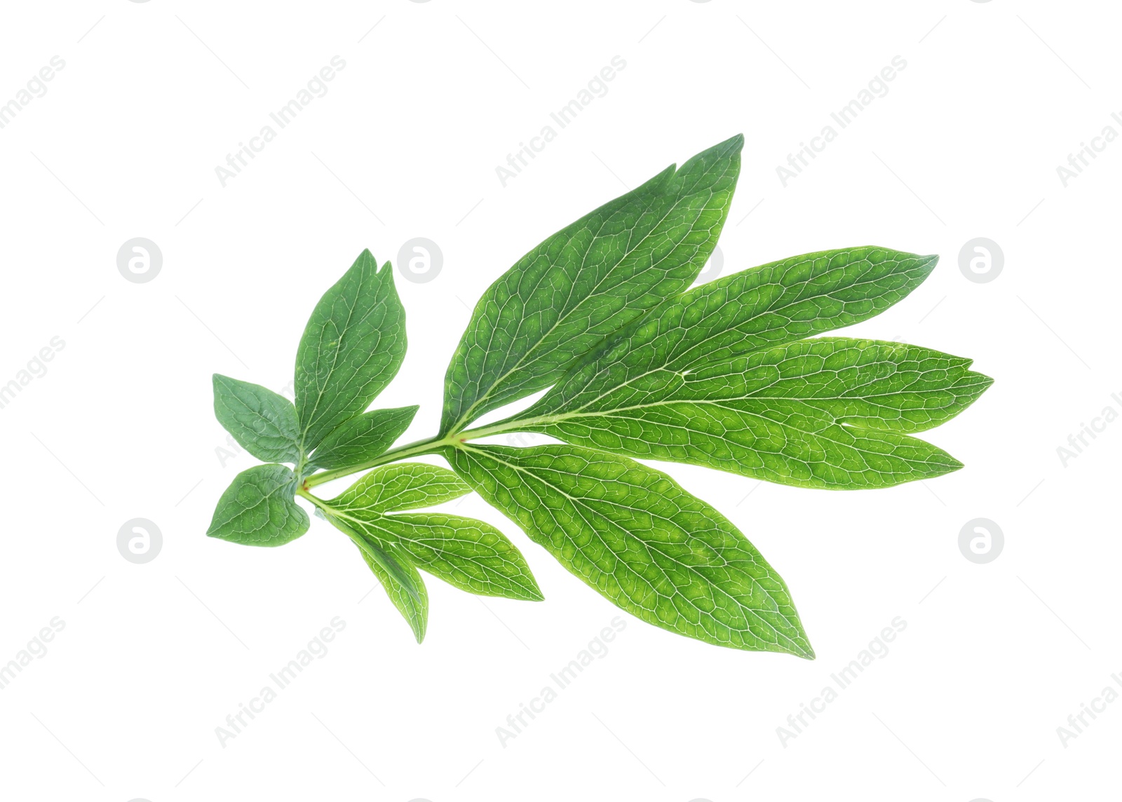 Photo of Fresh leaves of peony plant isolated on white