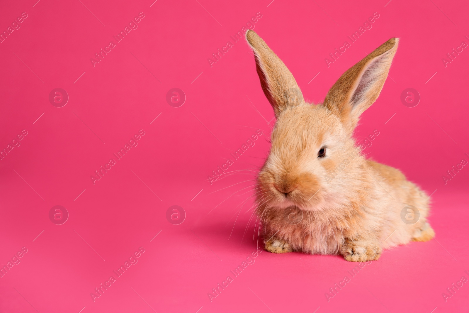 Photo of Adorable furry Easter bunny on color background, space for text