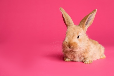 Adorable furry Easter bunny on color background, space for text