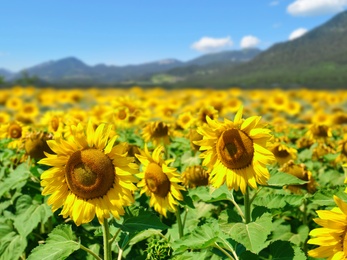Image of Sunflower field near mountains under blue sky