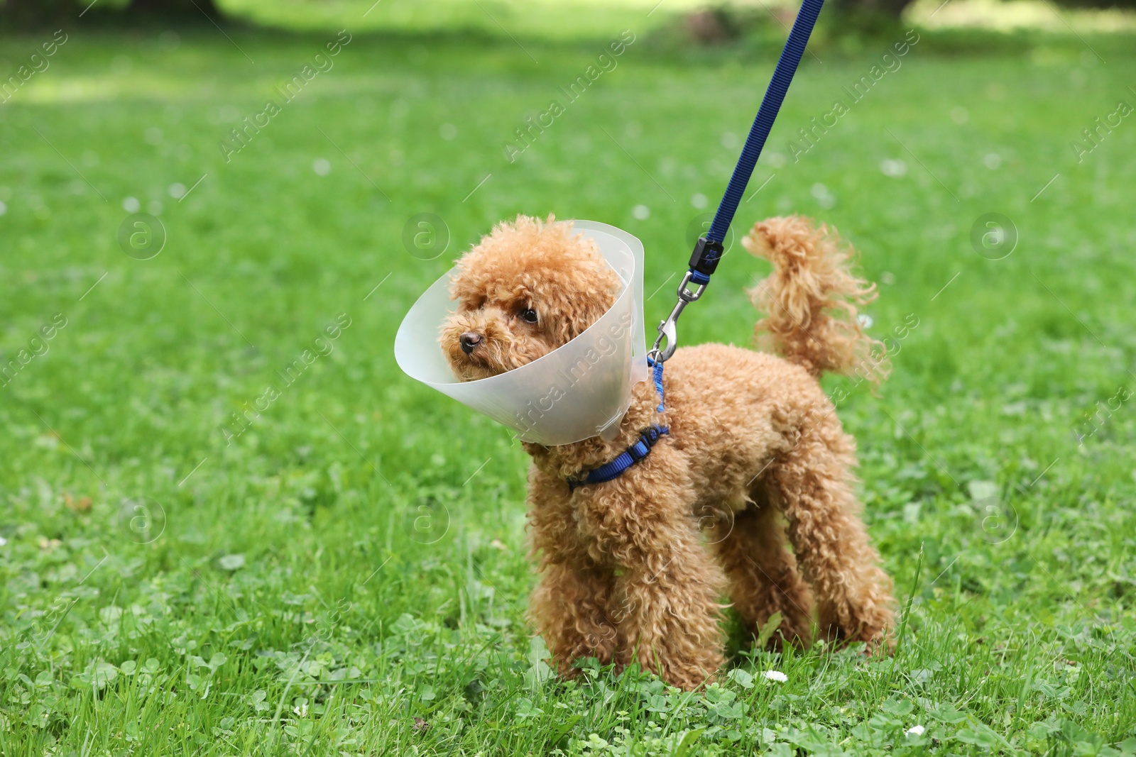 Photo of Cute Maltipoo dog with Elizabethan collar on green grass outdoors, space for text