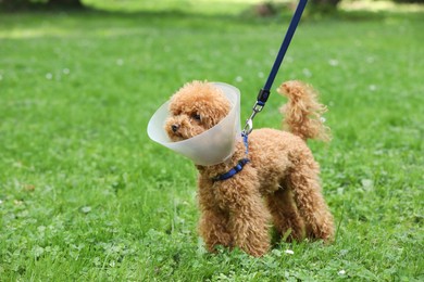 Cute Maltipoo dog with Elizabethan collar on green grass outdoors, space for text