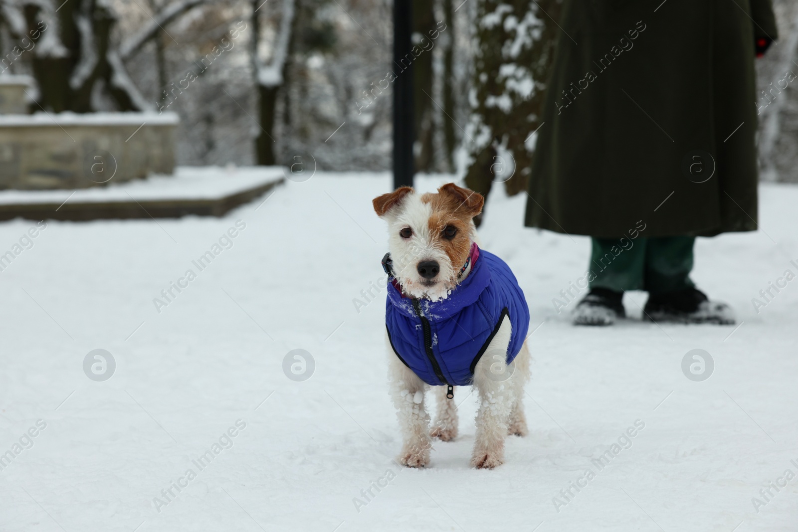 Photo of Woman with cute Jack Russell Terrier on leash walking in park on snowy day