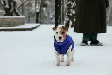 Woman with cute Jack Russell Terrier on leash walking in park on snowy day